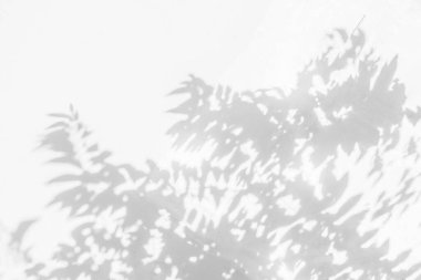 Beyaz beton duvar dokusuna dökülen ağaç dalının soyut doğal yaprak gölgesi arka plan, siyah-beyaz, tek renkli, duvardaki doğa gölgesi sanatı