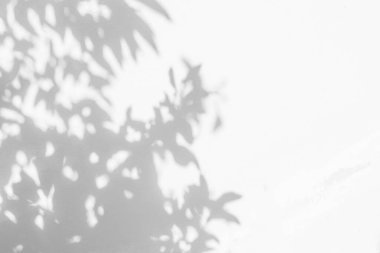 Soyut yapraklar gölge ve ışık bulanık arkaplan, doğal yapraklar ağaç dalı arkaplan ve duvar kağıdı dokusu, siyah ve beyaz, tek renk, doğa sanat gölgesi.