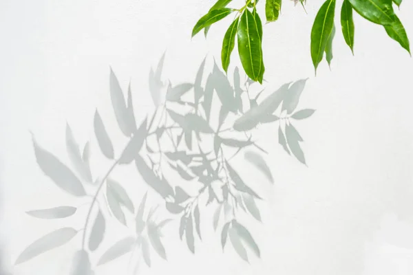 Shadow of Leaves of tree branch background on white concrete wall texture, nature shadow pattern art on wall, focus on shadow