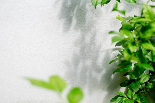Leaves shadow branch of tree background on white concrete wall texture, nature shadow pattern art on wall, focus on leaves shadow