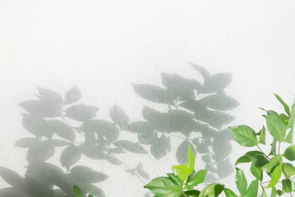 Blätter Schatten Zweig Des Baumes Hintergrund Auf Weißem Beton Wandstruktur — Stockfoto