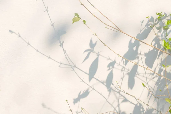 Planta Abstracta Deja Sombra Luz Del Sol Fondo Borroso Naturaleza —  Fotos de Stock