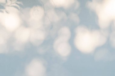 Soyut ağaç ve arkasında ışık saçan gölge arkaplan, doğal yaprak sanatı arkaplan ve duvar kağıdı için beyaz duvar dokusuna dökülen ağaç dalı deseni