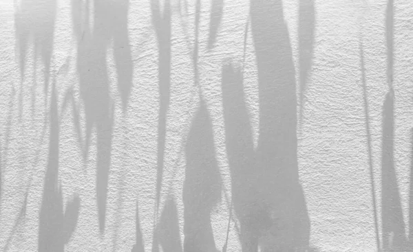 Abstract Natural Leaves Shadow Background Branch White Concrete Wall Texture — Stock Photo, Image