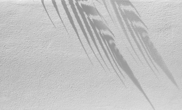 Bladeren Schaduw Achtergrond Wit Beton Muur Textuur Zwart Wit Monochroom — Stockfoto