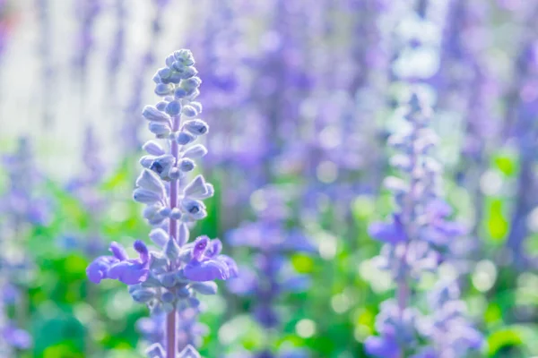 蓝色的石榴花田模糊了背景 美丽的蓝色和紫色的鲜花盛开在灯火通明的花园里 夏天自然绽放草本植物 — 图库照片