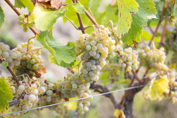 Sommer wino winogrona — Zdjęcie stockowe
