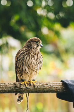 genç ortak kerkenez siting (falco tinnunculus)