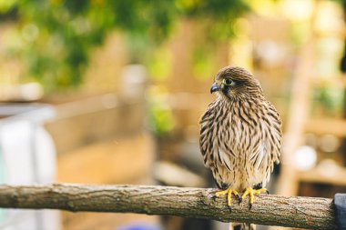 genç ortak kerkenez siting (falco tinnunculus)