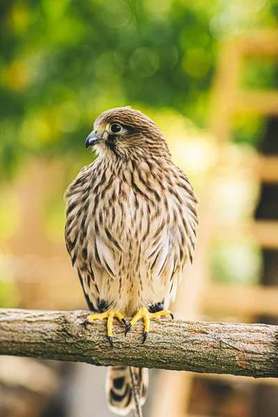 Young common kestrel siting (falco tinnunculus) — Stock Photo, Image