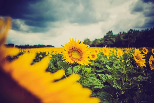 Gele zon bloemen op outdoor plant — Stockfoto