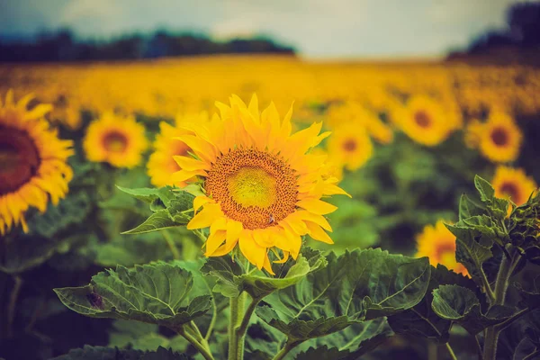 Fleurs jaunes de soleil sur la plante — Photo