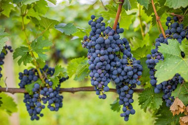 Cabernet Sauvignon mavi şarap üzümü