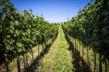 Güneşli bir günde kırsal bir üzüm bağındaki üzüm bağlarında asma sıraları