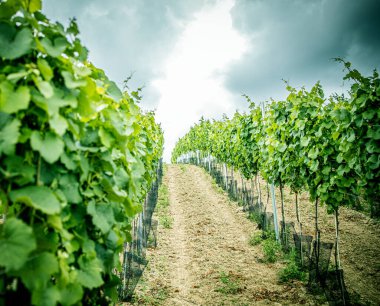 Beyaz şaraplı şaraphane.