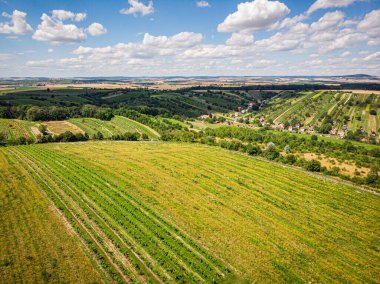 Beyaz şaraplı üzüm bağı, manzara.