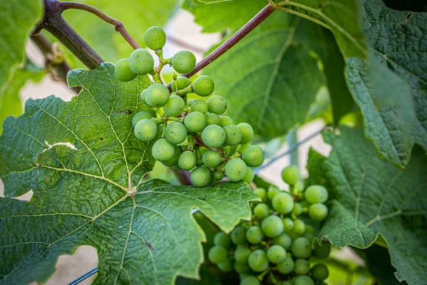 Зелений Стиглий Виноград Гілці Виростає Винограднику — стокове фото