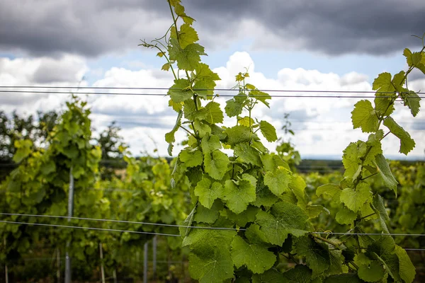 Vineyard White Wine Dramatic Sky — Stock Photo, Image