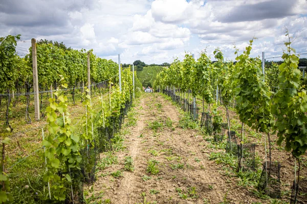 Grapevine Rows Young Vineyard Estate Sunny Day — Stock Photo, Image