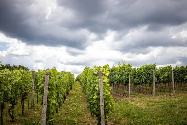 Wijngaard Met Witte Wijn Met Dramatische Lucht — Stockfoto