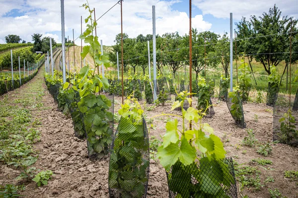 Viñedo Joven Con Vino Blanco — Foto de Stock