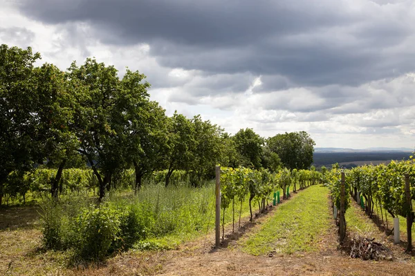Vineyard White Wine Outdoor Romantic Scene — Stock Photo, Image