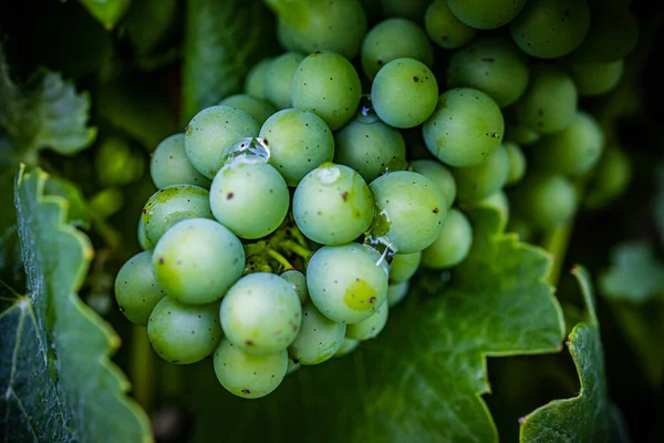 Viñedo Con Vino Blanco Uva Fresca Grande —  Fotos de Stock