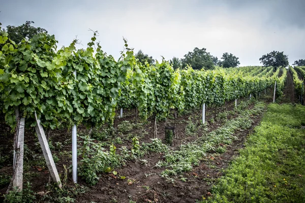 Yağmur Sırasında Beyaz Şaraplı Üzüm Bağları — Stok fotoğraf