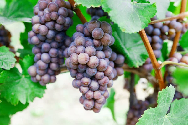 Uvas Azules Viñedo Atardecer —  Fotos de Stock