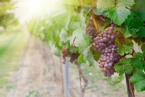 Winnica Dojrzałymi Winogronami Wsi Zachodzie Słońca — Zdjęcie stockowe