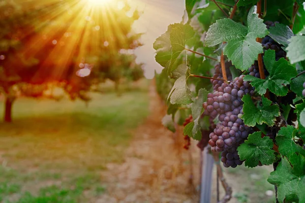 Виноградник Стиглим Виноградом Сільській Місцевості Заході Сонця — стокове фото
