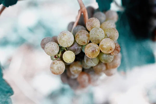 Uvas Blancas Viñedo —  Fotos de Stock