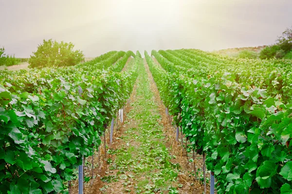 Viñedo Con Uvas Maduras Campo —  Fotos de Stock