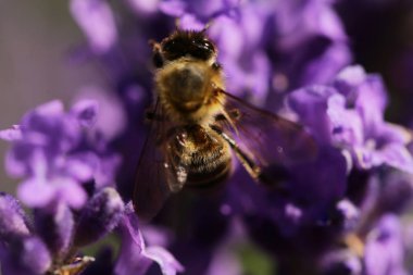 arılar ile mor lavanta çiçekli