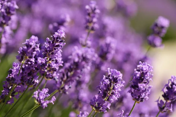 蜂に紫のラベンダーの開花 — ストック写真