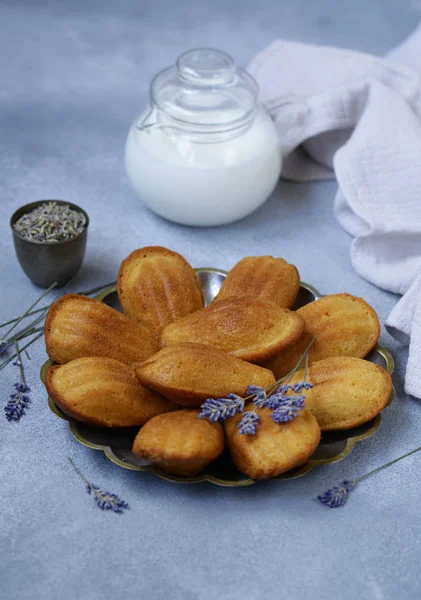 Французький Печиво Мадлен Вигляді Волоського Горіха — стокове фото