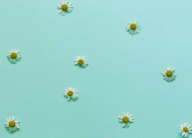 mavi bir arka plan üzerinde papatya çiçeği