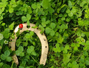 St Patrick's Day, shamrocks, altın sembolü
