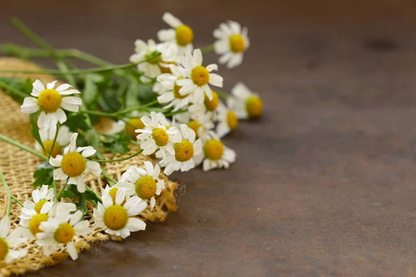 Verse Kamille Bloemen Een Rustieke Achtergrond — Stockfoto