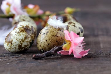 Bıldırcın yumurta dekorasyon ile Paskalya kompozisyon