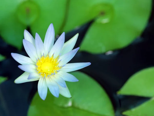 Квітучі Лілії Зелені Лілії Задньому Плані — стокове фото