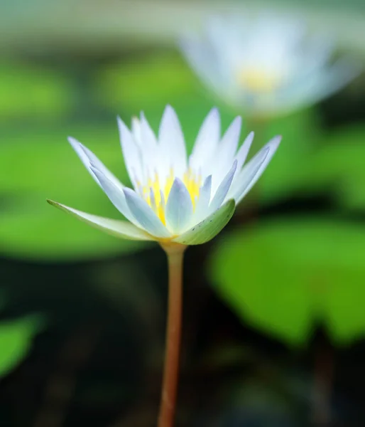 Blühende Lilien Und Grüne Seerosen Hintergrund — Stockfoto