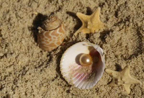 貝および休暇の概念の手でヒトデ — ストック写真