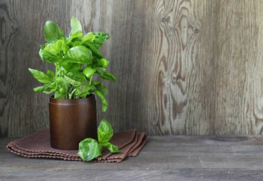 taze yeşil organik fesleğen, rustik tarzı