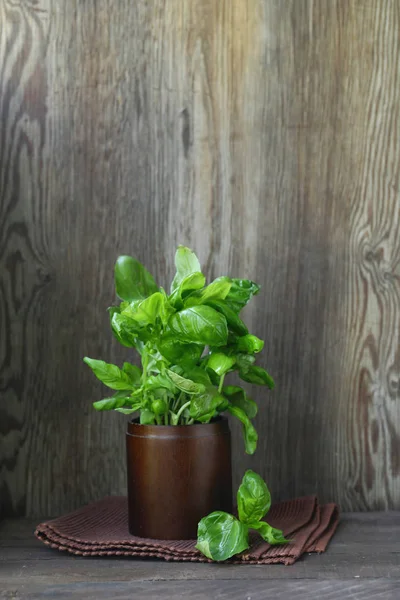 Fresh Green Organic Basil Rustic Style — Stock Photo, Image