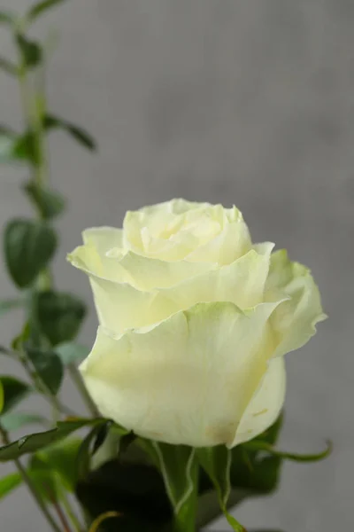 Fehér Gyönyörű Rózsa Virág Szürke Háttér — Stock Fotó