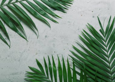 tropikal bitkilerin yaprakları ile gri arka plan