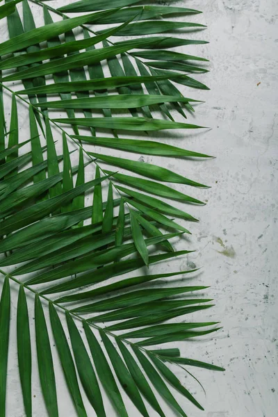 Grauer Hintergrund Mit Blättern Tropischer Pflanzen — Stockfoto