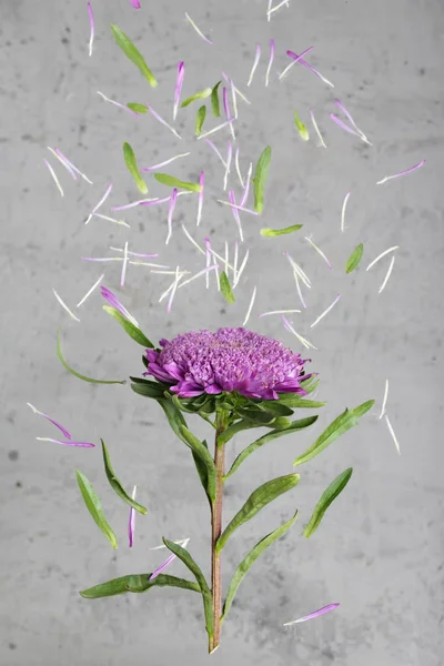 Purple Chrysanthemum Flowers Gray Background — Stock Photo, Image