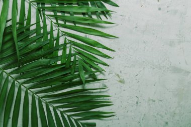 tropikal bitkilerin yaprakları ile gri arka plan